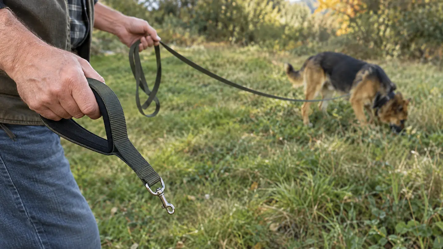 A hand holding a long training line with a padded handle while a dog sniffs the ground at the end of the line